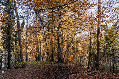 ampia vista panoramica di un bosco collinare con alberi decidui e fogliame dai colori caldi e autunnali, illuminati dal sole pomeridiano, in autunno