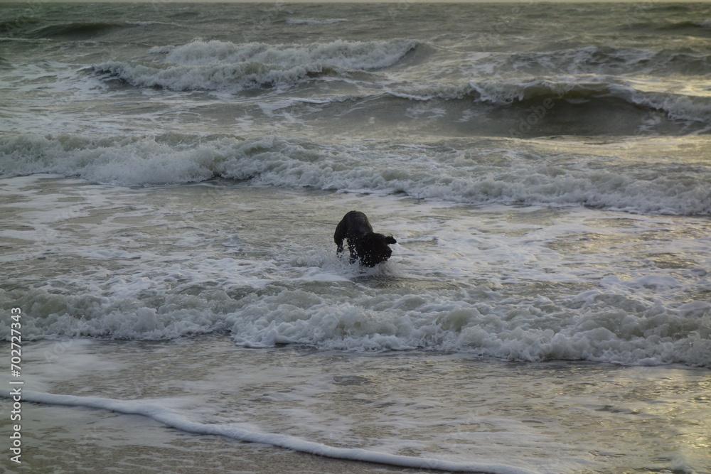 White dog running and jumping through a majestic beach landscape with crashing waves White dog running and jumping through a majestic beach landscape with crashing waves