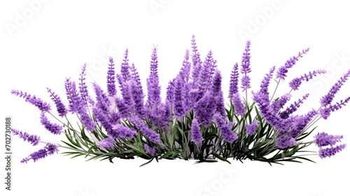 Lavender in Clear Isolation on a transparent background