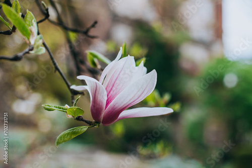 Amazing Magnolia flower in a spring garden. Springtime background.