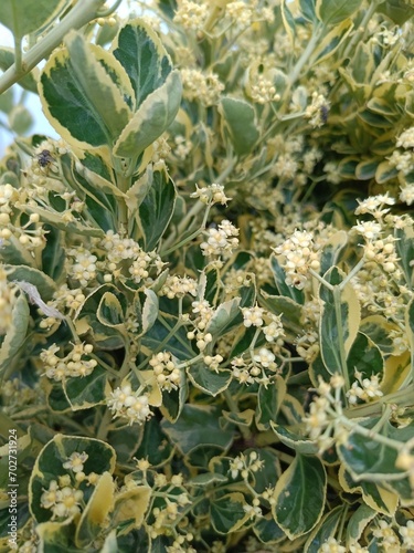 variegated green Euonymus in the summer garden. Floral wallpaper.
