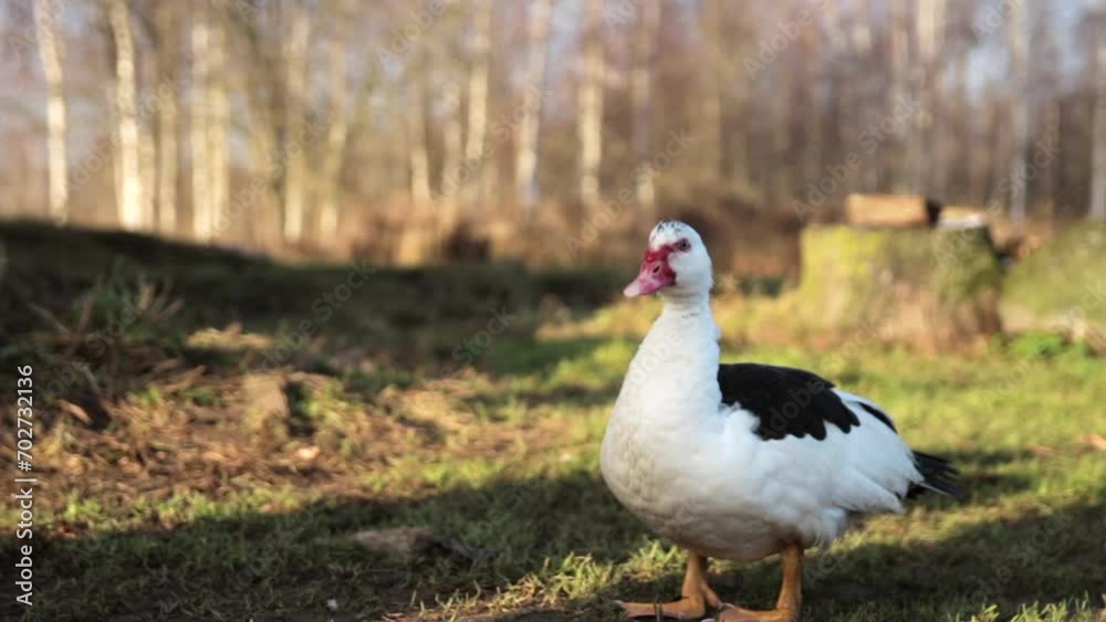 Steadicam Medium Shot of Muscovy Duck Standing on the Meadow at the Farm in Early Spring Steadicam Medium Shot of Muscovy Duck Standing on the Meadow at the Farm in Early Spring