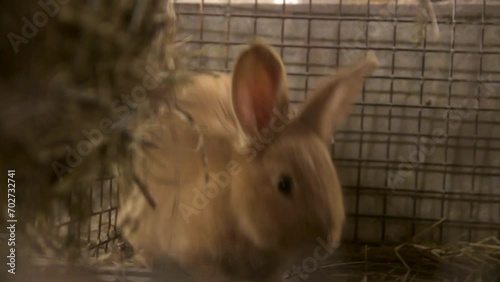 Steadicam Close Up Shot of Brown Cute Rabbit Observing Camera photo