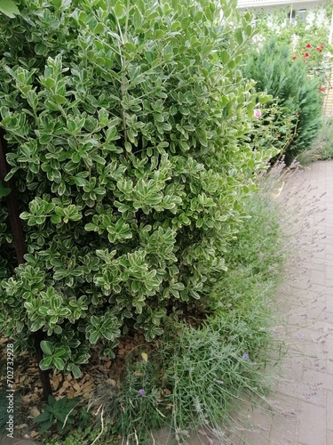 variegated green Euonymus in the summer garden. Floral wallpaper.