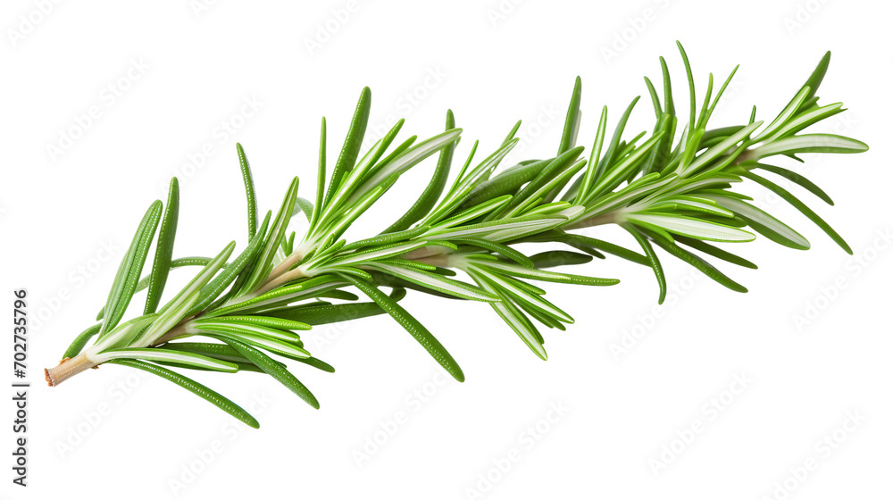 Rosemary on Clear on a transparent background
