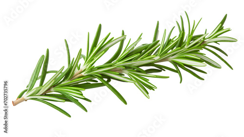 Rosemary on Clear on a transparent background photo
