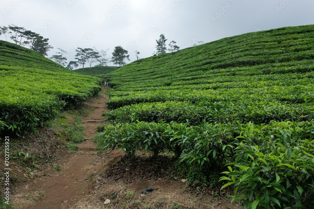 Tea plantation. Camellia sinensis is a tea plant, a species of plant whose leaves and shoots are used to make tea.