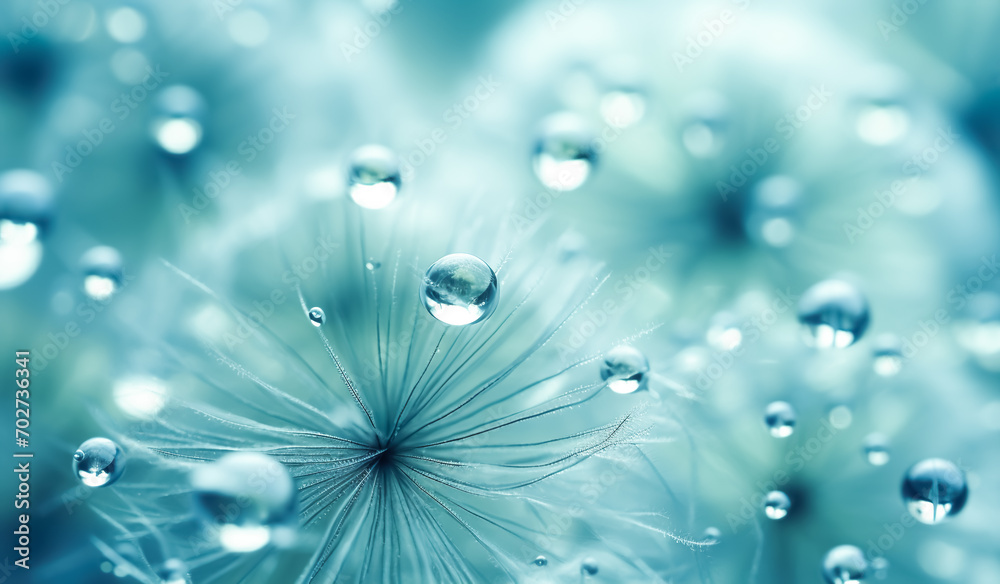 Naklejka premium Closeup beautiful dew drops water on fluffy dandelion flower plant.clean and pure concepts.natural and environment.