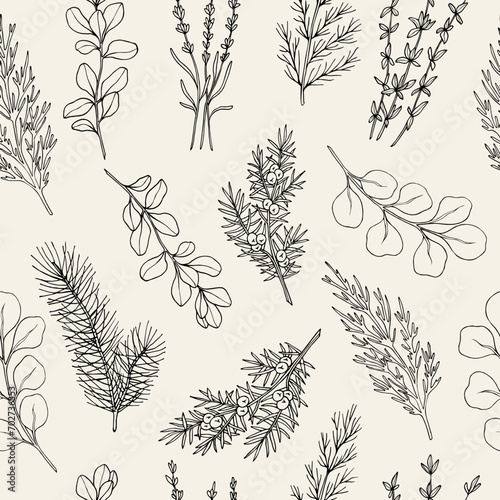 Hand drawn essential oil plants seamless pattern. Cypress, pine, thyme, cedar, eucalyptus, lavender, juniper, marjoram photo
