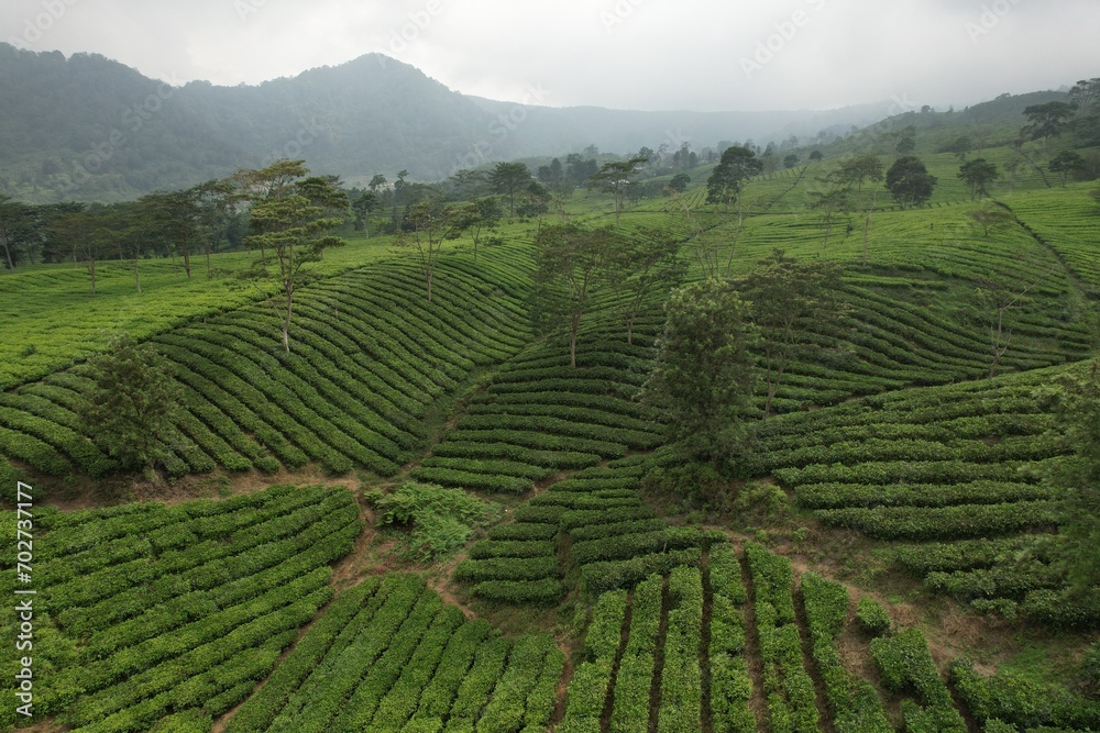 Aerial view of Tea plantation. Camellia sinensis is a tea plant, a species of plant whose leaves and shoots are used to make tea.