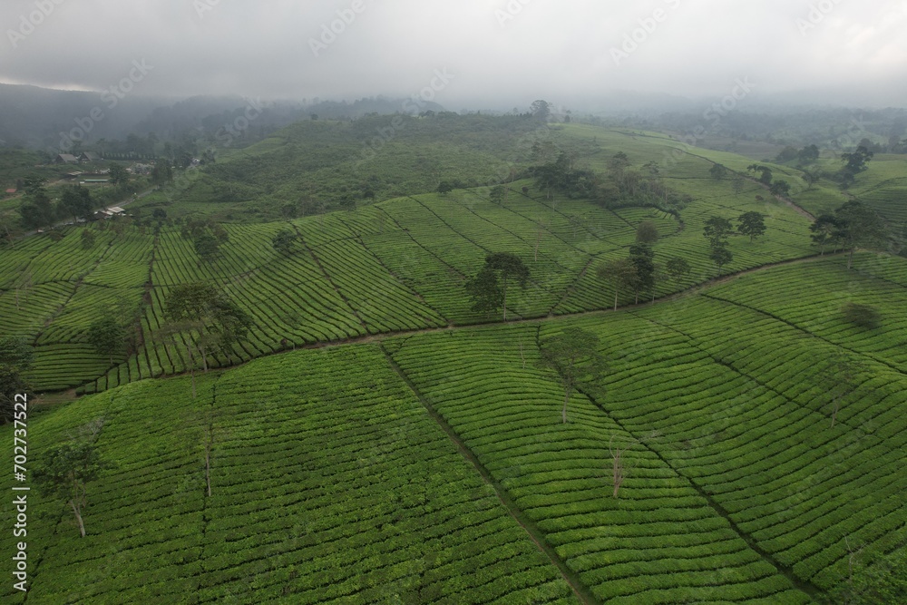 aerial view of Tea plantation. Camellia sinensis is a tea plant, a species of plant whose leaves and shoots are used to make tea.