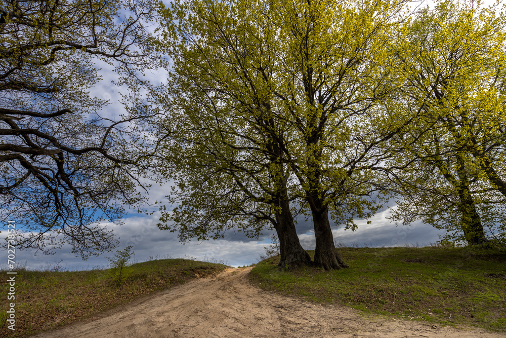 Fototapeta premium rural road in the foreground. spring landscape with trees with young greenery against a blue sky with clouds