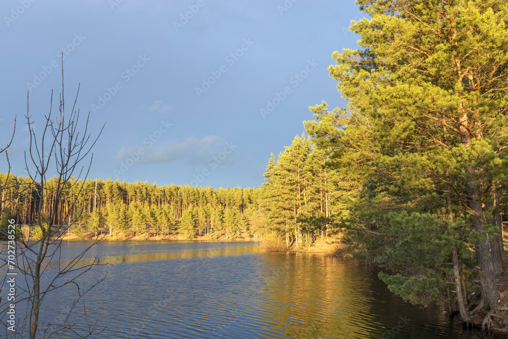 Fototapeta premium pine forest on the shore of a pond