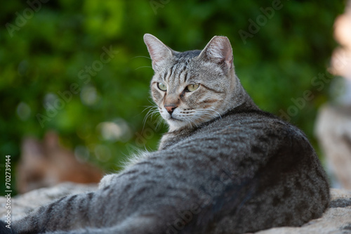 Large, adult, grey tiger stripe cat sitting proudly and looking off in the distance.