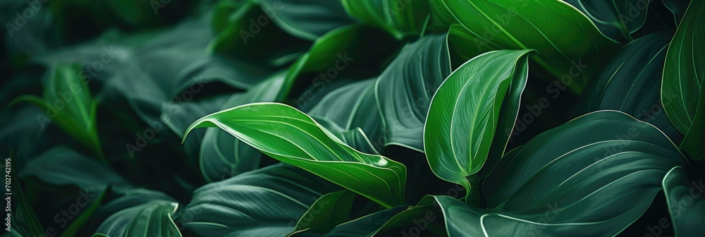 Obraz premium The background image that is green, the colors of the autumn leaves are perfect, suitable for seasonal use.