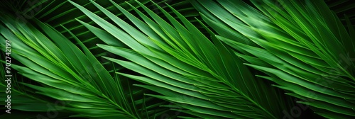 Close-up of the green, angular, pointed leaves of a sago palm. Geometric, green, abstract plant background.