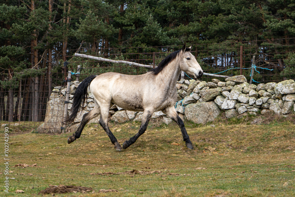 Un caballo blanco con las patas negras corriendo en libertad por una pradera