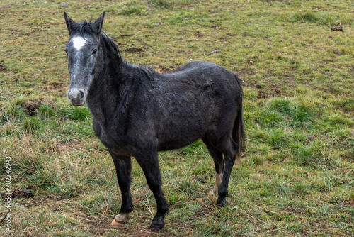 Un caballo negro con mancha blanca en la frente posando en primer plano