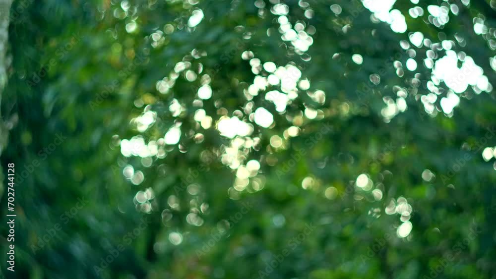 Beautiful Bali tropical plants close up. Bokeh cinematic shot Beautiful Bali tropical plants close up. Bokeh cinematic shot