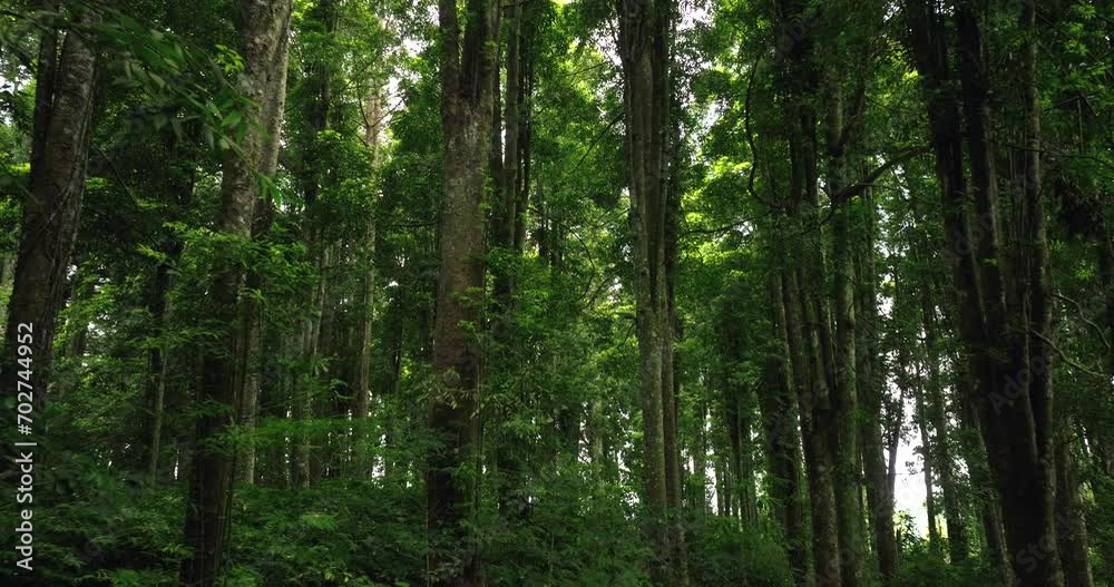 Tropical forest interior. Background of a rainforest. Drone view of Bali. Tropical forest interior. Background of a rainforest. Drone view of Bali.
