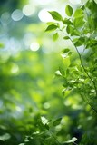 Beautiful nature view of green leaf on blurred greenery background in garden and sunlight with copy space using as background natural green plants landscape, ecology,