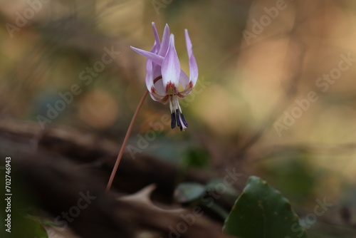 un fiore di dente di cane in primavera nel bosco photo