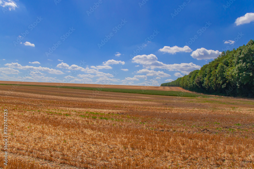 Field with mown wheat on the background of blue sky with white clouds Field with mown wheat on the background of blue sky with white clouds