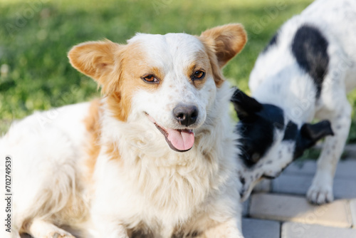 Photography street dogs on green grass