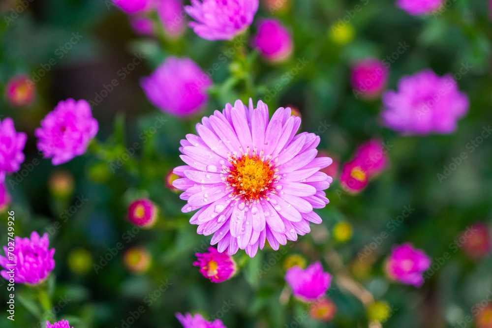 Pink aster blossom. Flowering plant close-up.
