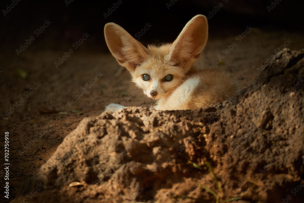 North African wildlife theme Fennec fox, Vulpes zerda, the smallest