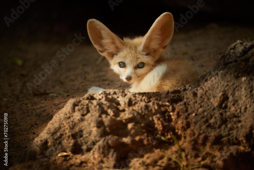 Foto North African wildlife theme: Fennec fox, Vulpes zerda,  the smallest fox native to the deserts of North Africa