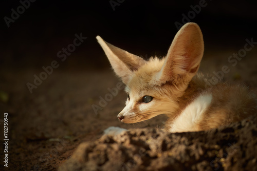 North African wildlife theme: Fennec fox, Vulpes zerda, the smallest fox native to the deserts of North Africa. Direct eye contact, large ears, rocky desert. Sahara, Algeria.
