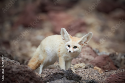North African wildlife theme: Fennec fox, Vulpes zerda,  the smallest fox native to the deserts of North Africa. Direct eye contact, large ears, rocky desert. Sahara, Algeria.