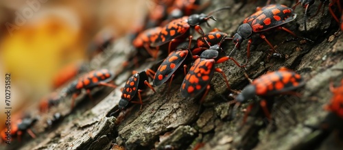 Bohemia River State Park in Maryland is infested with spotted lanternflies.