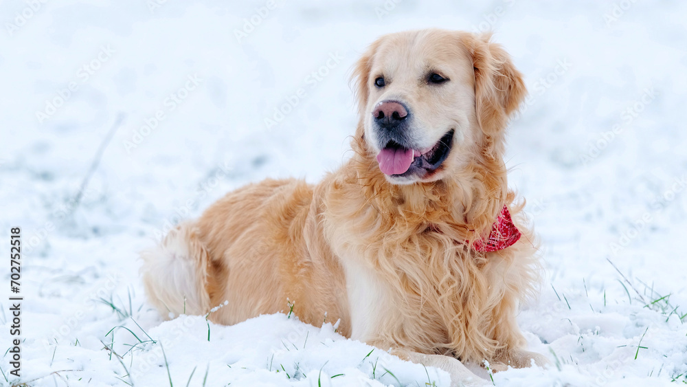 Adorable Golden Retriever Dog Lying In The Snow Outdoors