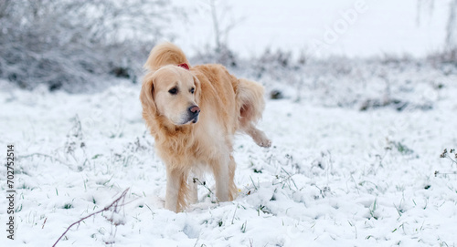 Dog Peeing In The Snow
