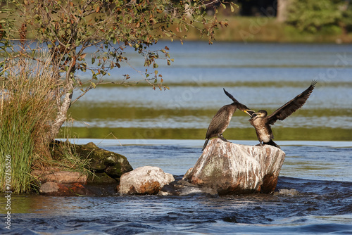 A scene of a cormorant lesson