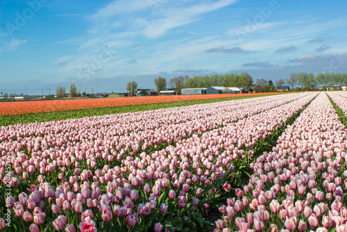 tulip fields in the Netherlands  springtime