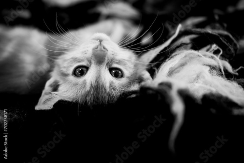 Portrait d'un mignon petit bébé chaton tigré roux à la maison  © PicsArt