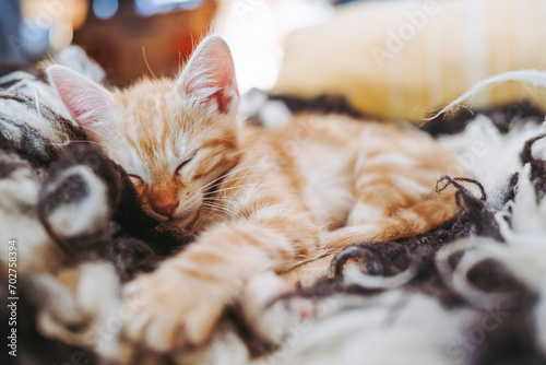 Portrait d'un mignon petit bébé chaton tigré roux à la maison  © PicsArt