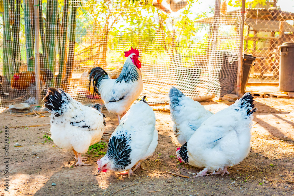 Chicken,Light Sussex Chicken,Chicken breeder in Country house