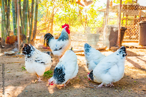 Obraz na płótnie Chicken,Light Sussex Chicken,Chicken breeder in Country house w salonie