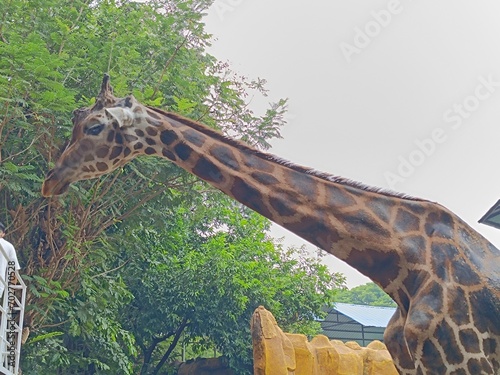 Photography giraffe in the jungle