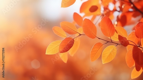 Orange leaves on a tree with the sky in the background
