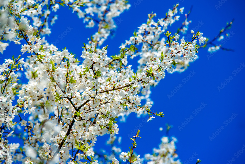 Cherry blossom branch in the garden in spring
Cherry blossom branch in the garden in spring