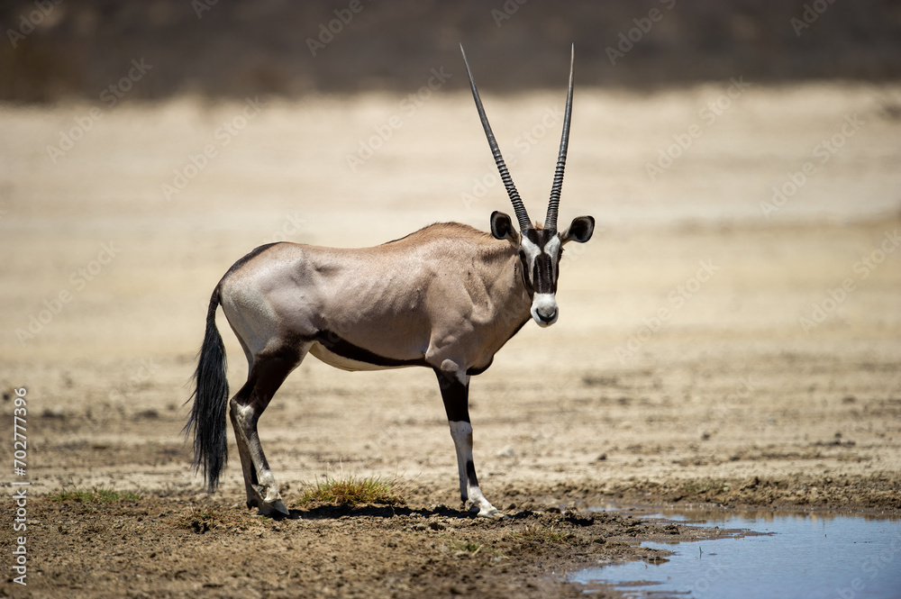 Gemsbok (Oryx gazella) Kgalagadi Transfrontier Park, South Africa Gemsbok (Oryx gazella) Kgalagadi Transfrontier Park, South Africa