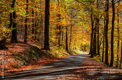 Fototapeta Naklejka Na Ścianę i Meble -  Country road in indian summer season in beech forest in Iserlohn Sauerland Germany with small street and vibrant colorful orange, green, yellow leaves and trunks backlit by sun an october autumn day.