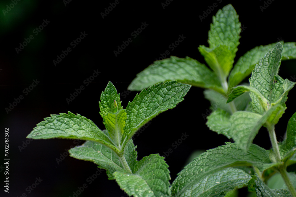 hojas de menta sobre fondo negro hojas de menta sobre fondo negro