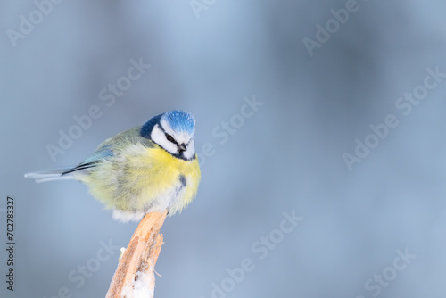 Blue tit (Cyanistes caeruleus) fluffs its feathers on a freezing cold winter day