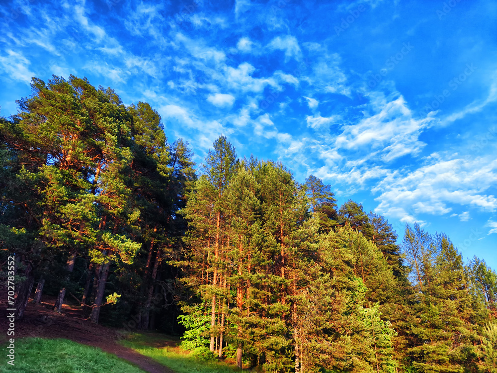 Banner. The forest with pine and blue sky with white clouds on background. Perfect summer nature landscape. A beautiful day with a few white clouds in blue sky